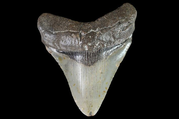 Fossil Megalodon Tooth - North Carolina #92431